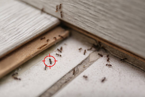 Best Best Pest Control Companies  in Onalaska, WI