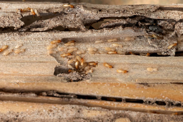 Best Ant Control Services  in Onalaska, WI